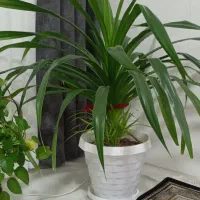 گل پاندانوس|گل و گیاه طبیعی|تربتحیدریه, کلاته توکلی|دیوار