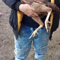 فروش مرغ لاری و خروس لاری بالغ اصیل|حیوانات مزرعه|چابکسر, |دیوار