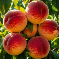 نهال هلو زودرس اصلاح‌شده باردهی فوق‌العاده