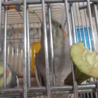 یک جفت عروس هلندی بالغ|پرنده|تهران, مختاری|دیوار