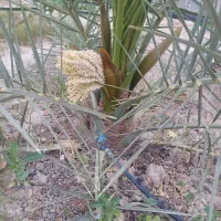 دمیت (نهال)کشت بافتی نر