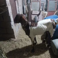 بزدوقلو زا|حیوانات مزرعه|گنبکی, |دیوار