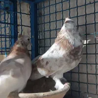 کفتر سرور|پرنده|مشکین‌دشت, |دیوار