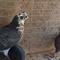 کفتر جفت|پرنده|یزد, |دیوار