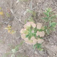 جوپارستان