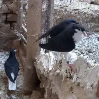 کبوتر ساده سیاه کاکلی