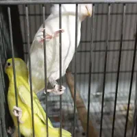 پروتلت مرغ کاسکو طوطی جا دونی مکانیزه