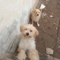 دوعدد سگ پاکوتاه نر وماده