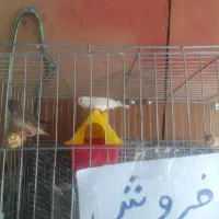 دو فنج نر و ماده