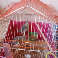 عروس هلندی نر