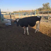 یک راس جوانه ۳۰۰ کیلویی|حیوانات مزرعه|چناران, |دیوار