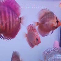 ماهی دیسکس  گرید خوب|ماهی|مشهد, بلال|دیوار