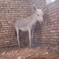 خر نر