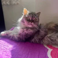 واگذاری گربه پرشین اسکاتیش ماده