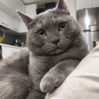 گربه بیرتیش ۱۰ ماهه