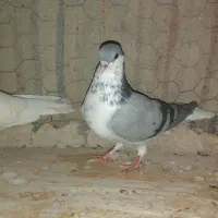 کبوتر ساده ابری|پرنده|بیرجند, |دیوار
