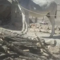 الاغ شیش دانگ