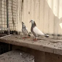 کفتر جوجه