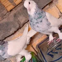 طوقی