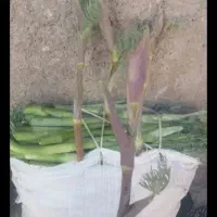 نریک بیلهر