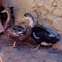 اردک