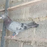 پرش . ابادانی . زاغ و سبز و ابری|پرنده|گلپایگان, |دیوار