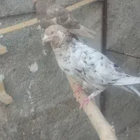 کبوتر
