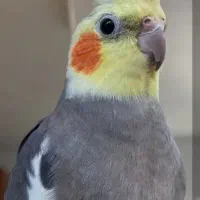 عروس هلندی|پرنده|بیرجند, |دیوار