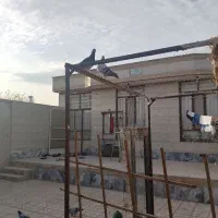 کفتر|پرنده|گناباد, |دیوار