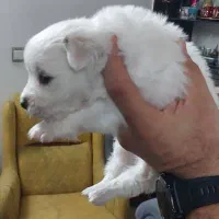 سگ مالتیز|سگ|قم, باجک سه|دیوار