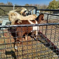 قوچ .میش .بزغاله|حیوانات مزرعه|الشتر, |دیوار