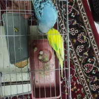 یک جفت مرغ عشق نر و ماده تخم داره با قفس دستی هست