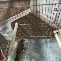 چند گلبسر نر حلقه پا درشت و کشیده بخون دهن سهره