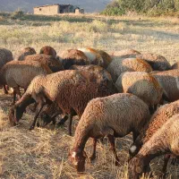 23راس گوسفند جوان وشیره دار آبستن مالچه خودمم