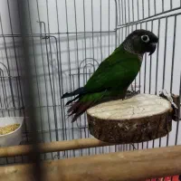 گرینچیک 5 ماهه نر