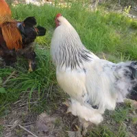 مر غ تخم گز ار