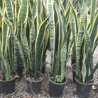 حراج گل های آپارتمانی فوری فوری فوری