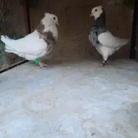 فروش کبوتر