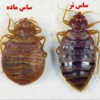 سمپاشی موریانه،ساس،سوسک