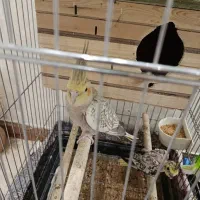 عروس هلندی گل باقالی نروماده سالم|پرنده|تهران, شهرک فردوس (حسینی)|دیوار