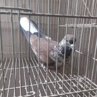 کفتر|پرنده|اراک, |دیوار