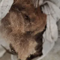 پشم گوسفند|پشتی|ساوه, |دیوار