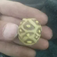 انگشترنقره|جواهرات|آبیک, |دیوار