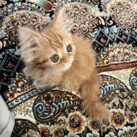 گربه