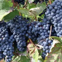 نهال انگور سیاه سردشت و ترکمن ۴ و  گردو ولایتی