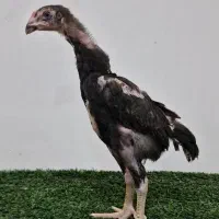 جوجه خروس گردن لرزون ۴۵ روزه