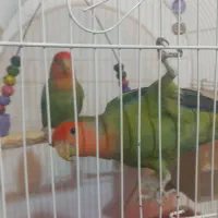 طوطی برزیلی نر و ماده سر حال