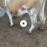 گاو سیمینتال ابستن