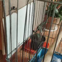 قفس پرنده|لوازم جانبی حیوانات|صحنه, |دیوار