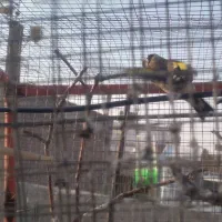 دوعدد سهره ماده دونه ای هشت صد هزار تومان|پرنده|میاندوآب, |دیوار